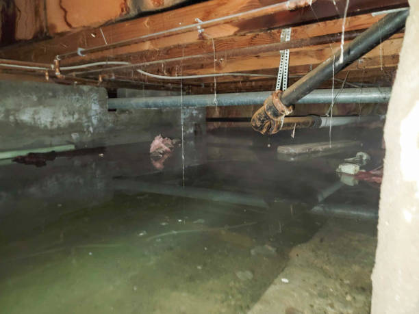 Best Water damage cleanup near me  in Waxahachie, TX